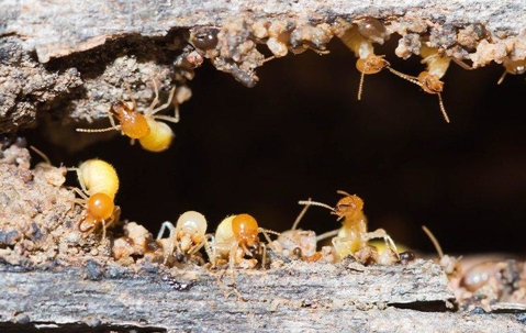 termites chewing wood