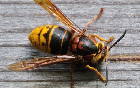 Hornet crawling on wood.