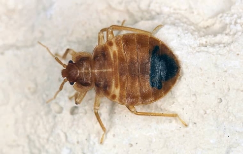 Bed bug crawling on the floor.