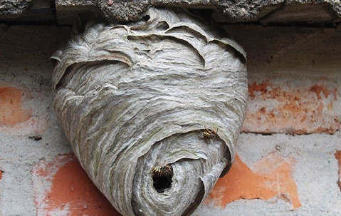 Wasps on their nest.
