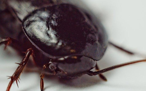 Oriental Cockroach crawling on the floor.