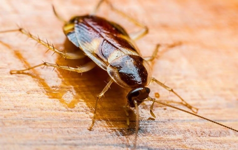 Brown Banded Cockroach crawling on a table.