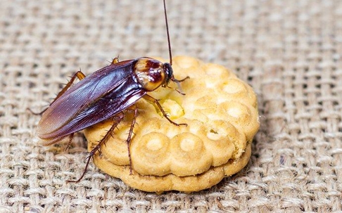 Cockroach eating a cookie.