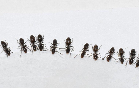 Ants in a row drinking from a small puddle of water on a table.