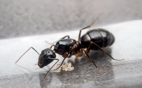 Carpenter Ant crawling on a kitchen counter.