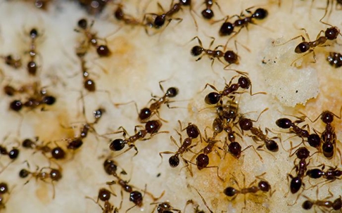 a cluster of Argentine ants eating cake