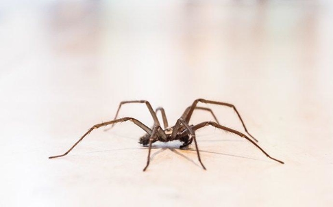 Large brown spider crawling on the floor.