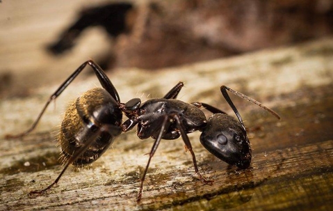 Carpenter Ant crawling on wood.