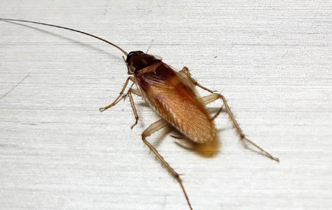 German cockroach in home