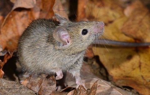 Gray mouse crawling on dry leaves.