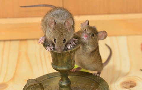 rodents playing on candle stick