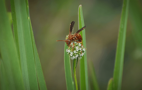 paper wasp on flowers
