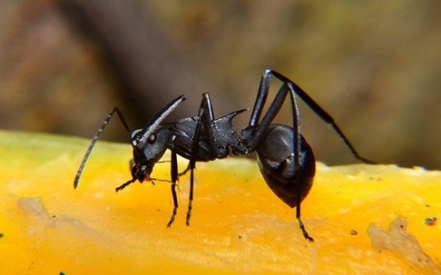 a carpenter ant on fruit