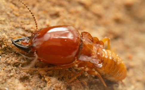 a termite eating a wooden structure in a home