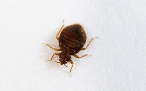 a bed bug on white paper