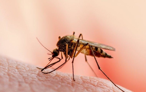 Mosquito biting someone's skin.