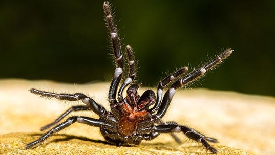 spider inside of a home