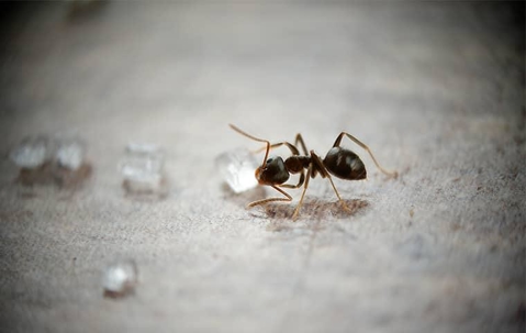House ant eating sugar crystals.
