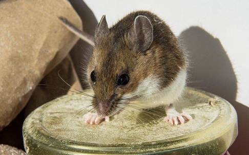 a hosue mouse infesting a kitchen