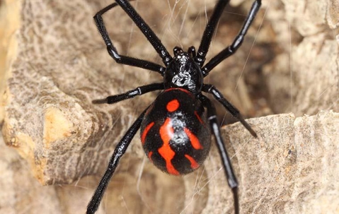 Black Widow Spider in its web.