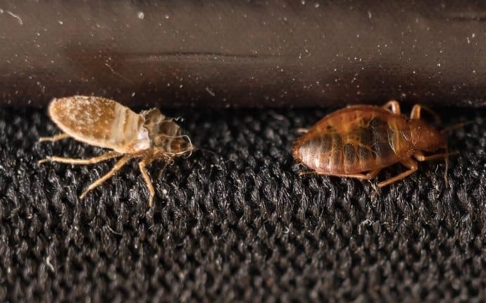 Bed bugs crawling on furniture.