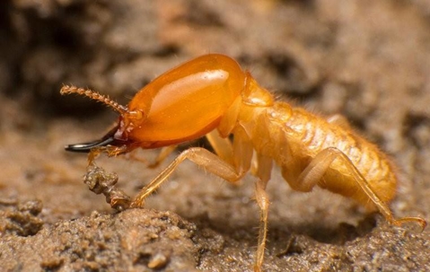 Subterranean Termite crawling on the ground.