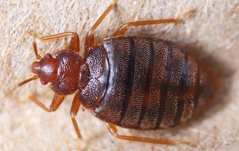 bed bug up close