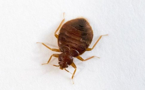Bed bug crawling on a pillow.