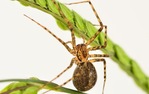 House spider crawling on a plant.