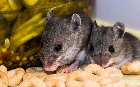 mouse family in pantry