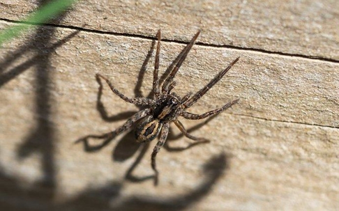 Wolf Spider crawling on a wall.