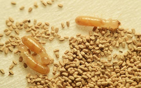 drywood termites and frass