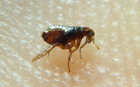 Flea crawling on a pet's skin.