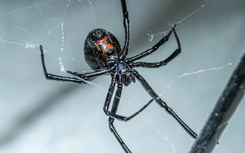 black widow spider on a web