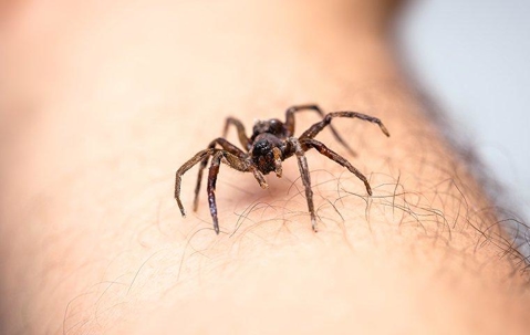 Brown house spider crawling on someone's arm.