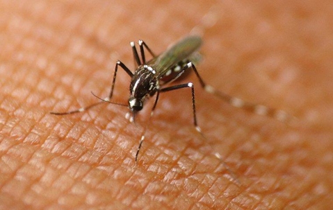 a mosquito biting on human skin