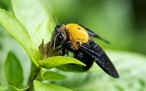 Carpenter Bee drinking nectar from a budding flower.