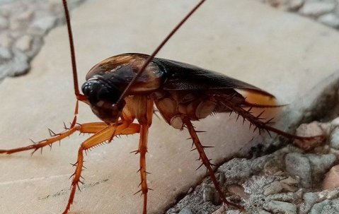 Cockroach crawling on tiles.
