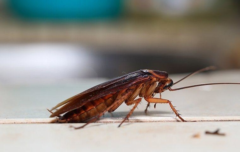 Cockroach crawling in a kitchen.