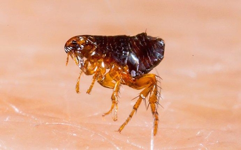 Flea crawling on someone's skin.