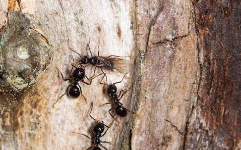 Carpenter Ants on a log.