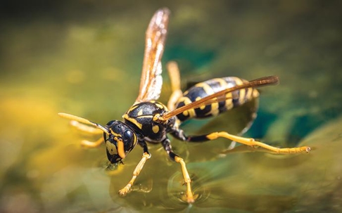 Paper Wasp floating on water.