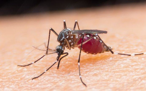 a mosquito biting human skin