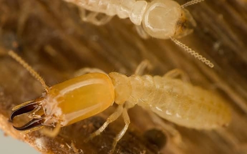 Termites crawling on wood.