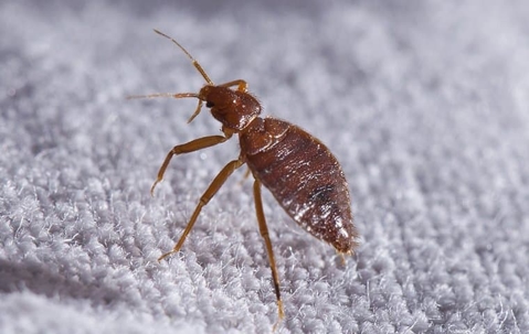 bed bug on sheets
