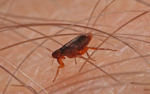 Flea crawling on a pet's skin.
