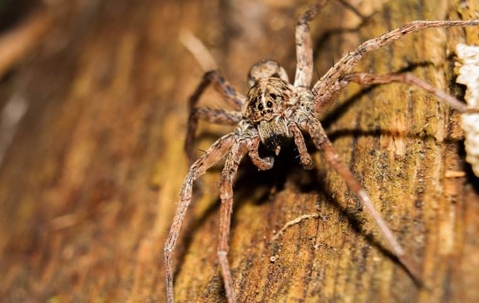 wolf spider on wall