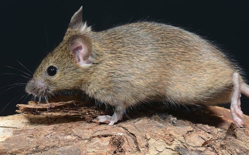 Mouse on a tree bark.