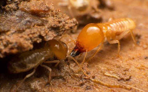 Termites crawling on rotten wood.