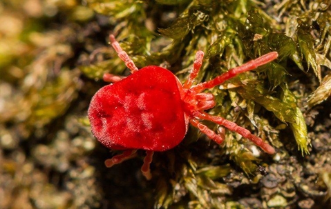 chigger mite outdoors